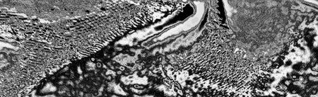 Abstract background. Monochrome texture. Image includes a effect the black and white tones.