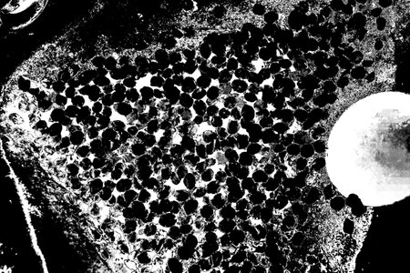 Abstract background. Monochrome texture. Image includes a effect the black and white tones.