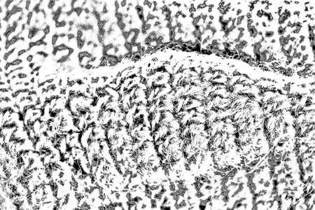 Abstract background. Monochrome texture. Image includes a effect the black and white tones.の写真素材