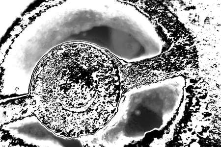 Abstract background. Monochrome texture. Image includes a effect the black and white tones.