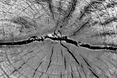 Abstract background. Monochrome texture. Image includes a effect the black and white tones.の写真素材