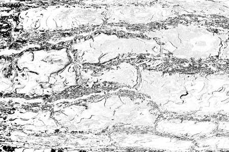 Abstract background. Monochrome texture. Image includes a effect the black and white tones.