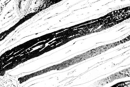 Abstract background. Monochrome texture. Image includes a effect the black and white tones.