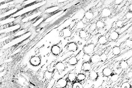 Abstract background. Monochrome texture. Image includes a effect the black and white tones.