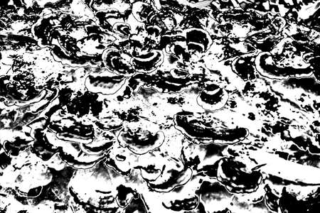 Abstract background. Monochrome texture. Image includes a effect the black and white tones.の写真素材