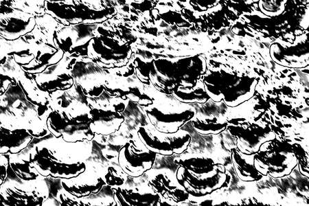 Abstract background. Monochrome texture. Image includes a effect the black and white tones.の写真素材