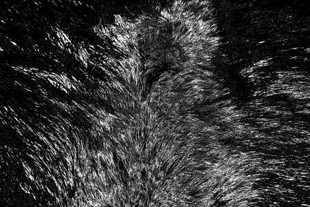 Abstract background. Monochrome texture. Image includes a effect the black and white tones.