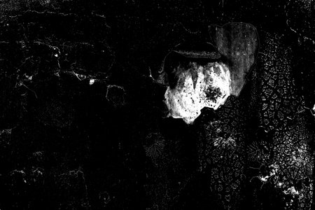 Abstract background. Monochrome texture. Image includes a effect the black and white tones.