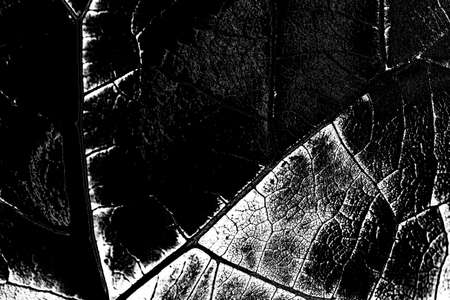 Abstract background. Monochrome texture. Image includes a effect the black and white tones.