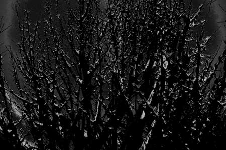 Abstract background. Monochrome texture. Image includes a effect the black and white tones.