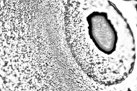 Abstract background. Monochrome texture. Image includes a effect the black and white tones.