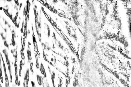 Abstract background. Monochrome texture. Image includes a effect the black and white tones.の写真素材