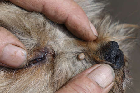 Help clean ticks from dogs.の写真素材