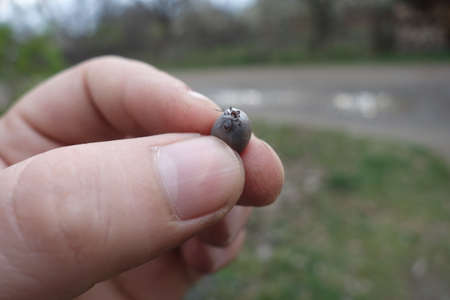 Help clean ticks from dogs.
