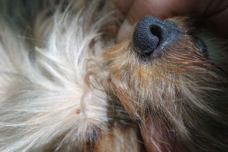 Help clean ticks from dogsの写真素材