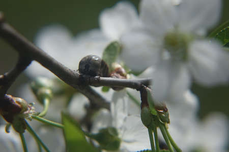 Castor bean tick (Ixodes ricinus)の写真素材