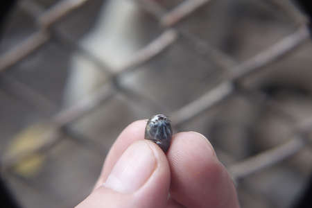 Castor bean tick (Ixodes ricinus)