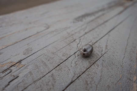 Castor bean tick (Ixodes ricinus)の写真素材