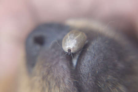 Castor bean tick (Ixodes ricinus)の写真素材