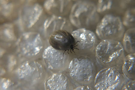 Castor bean tick (Ixodes ricinus)の写真素材