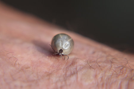 Castor bean tick (Ixodes ricinus)の写真素材