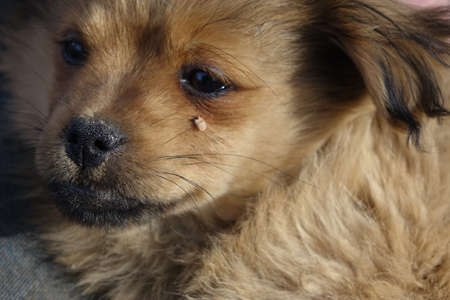 Help clean ticks from dogs.の写真素材