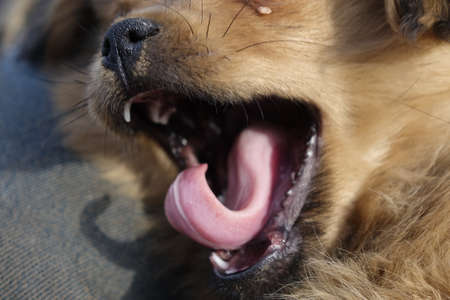 Help clean ticks from dogs.の写真素材