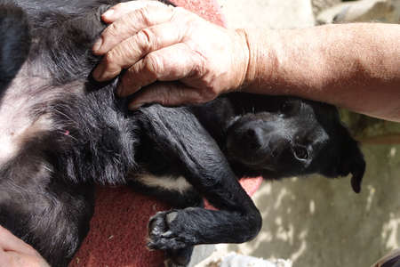 Help clean ticks from dogs.の写真素材