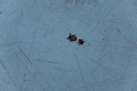 Castor bean tick (Ixodes ricinus)