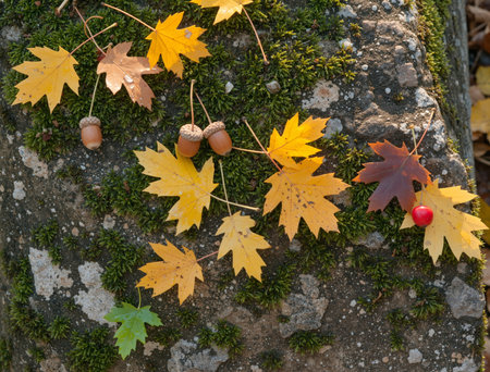 Autumn leaves and acorns on a stone in the forest.の素材