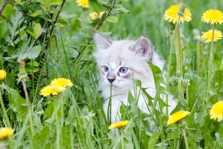 small kitten sitting in the dandelionsの写真素材