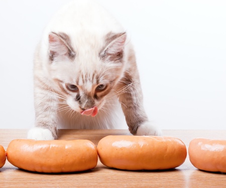 young cat trying to steal a sausage from the table, looks at her and lickedの写真素材
