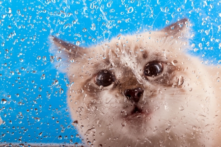 curious young cat looking out the window covered with dropsの写真素材