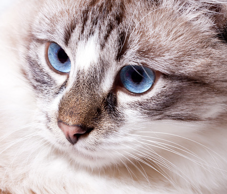 young blue-eyed cat closeup  Neva Masquerade catの写真素材