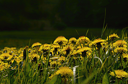 many yellow dandelions in green grass on dark green background in natural habitatの写真素材