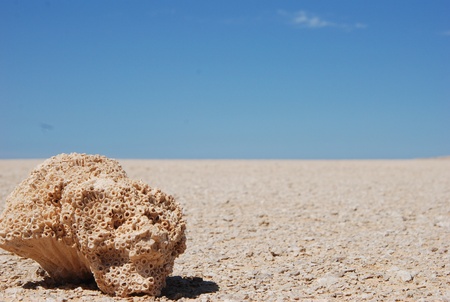 Desert coralの写真素材