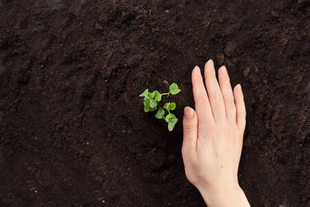 Earth day and Ecology.Plant in hands. copy space. story.International Year of Plant Health. heart-shaped. Global warming.Photo concept save world and ecology. copy spaceの写真素材