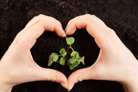 Love and protect nature. Earth day and Ecology. Two hands of the girl making heart-shaped surrounding the seedlings are growing. copy space. International Year of Plant Health.の写真素材