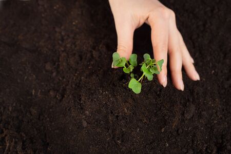 Earth day and Ecology.Plant in hands.Young couple carrying plant and planted a plant in to the soil...
