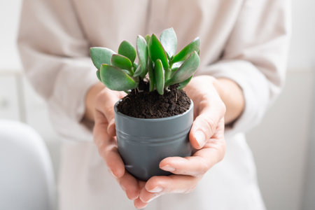 Young Woman Transplants a Crassula ovata Houseplant into a Ceramic Pot at homeの写真素材