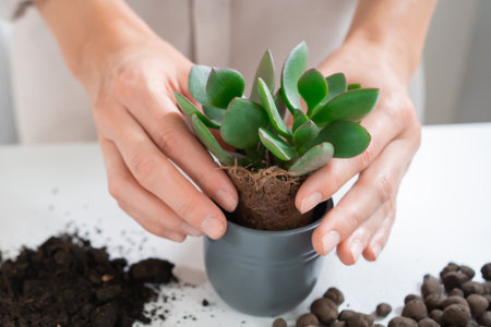 Young Woman Transplants a Crassula ovata Houseplant into a Ceramic Pot at homeの写真素材