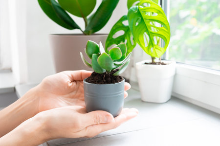 Young Woman Transplants a Crassula ovata Houseplant into a Ceramic Pot at homeの写真素材