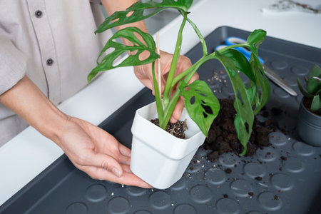 A young woman transplants a Monstera Monkey Mask into a pot at homeの写真素材