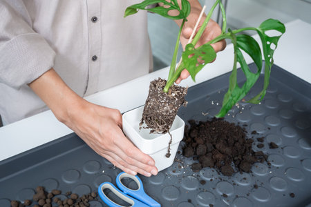 A young woman transplants a Monstera Monkey Mask into a pot at homeの写真素材