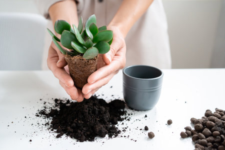 Young Woman Transplants a Crassula ovata Houseplant into a Ceramic Pot at homeの写真素材