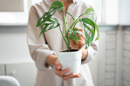 A young woman transplants a Monstera Monkey Mask into a pot at homeの写真素材
