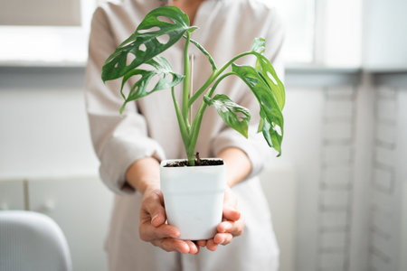 A young woman transplants a Monstera Monkey Mask into a pot at homeの写真素材