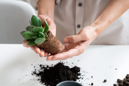 Young Woman Transplants a Crassula ovata Houseplant into a Ceramic Pot at homeの写真素材
