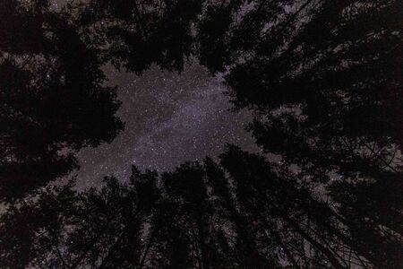 Night starry sky in autumn forest.の写真素材
