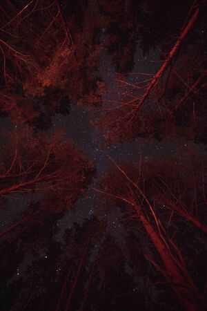 Night starry sky in autumn forest.の写真素材